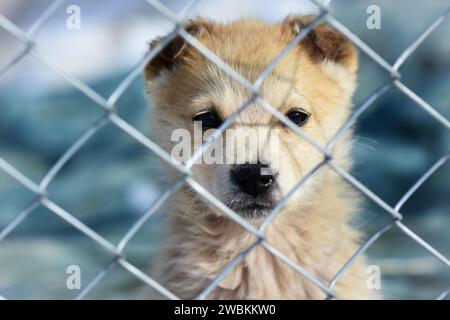 Porträt eines Welpen durch die Gitter in der Morgensonne im Tierheim Stockfoto