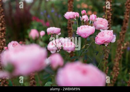 Pink die Alnwick Rose blüht im Sommergarten mit Fuchshandschuhen. Ein Haufen nostalgischer Blüten wächst an der Blumengrenze. Austin-Auswahl. Englisch Stockfoto