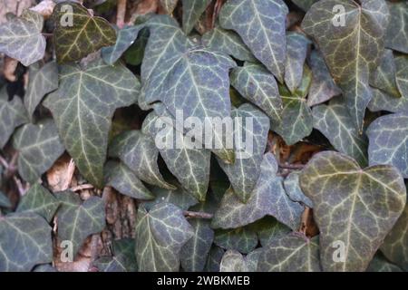 Ivy Stockfoto
