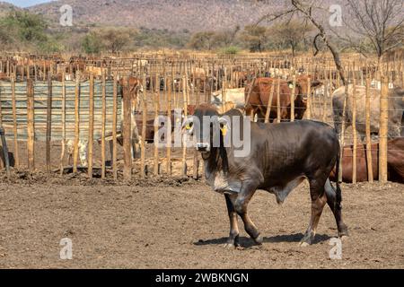 kraal mit Brahman-Stier im Vordergrund, Kraal traditioneller afrikanischer Einzäunungszaun für Vieh Stockfoto