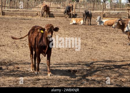 kraal mit einem braunen Kalb und mit Rindern, traditioneller afrikanischer Einzäunung für Viehzucht Stockfoto