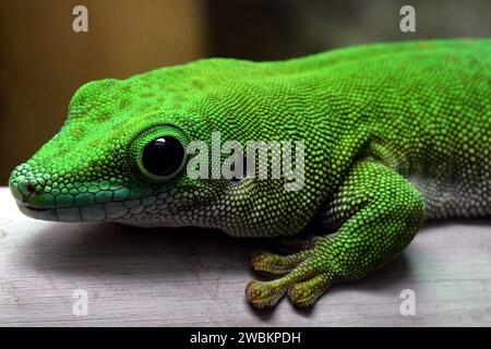 11. Januar 2024, Dvur Kralove nad Labem, Tschechische Republik: Kochs Riesentag-Gecko (Phelsuma madagascariensis kochi) wird im Safaripark Dvur Kralove nad Labem in Tschechien ausgestellt. (Kreditbild: © Slavek Ruta/ZUMA Press Wire) NUR REDAKTIONELLE VERWENDUNG! Nicht für kommerzielle ZWECKE! Stockfoto