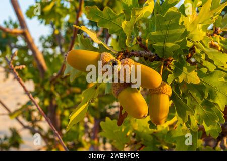 Eicheln auf einer jungen Eiche, beleuchtet durch das sanfte Licht der Morgensonne. Stockfoto