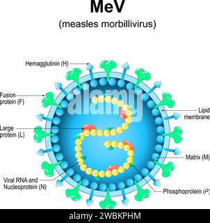 Masern-Morbillivirus-Struktur. Nahaufnahme einer MeV-Virion-Anatomie. Vergrösserung des Masernvirus. Vektordiagramm Stock Vektor