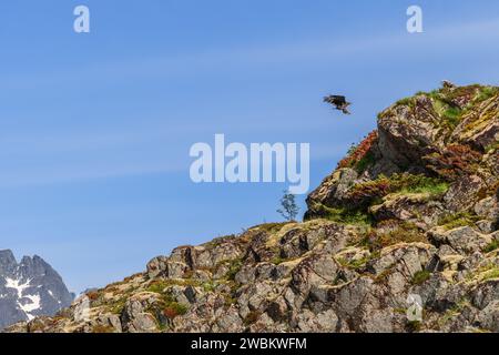 Vor klarem Himmel bereitet sich ein Seeadler auf eine moosbedeckte Hanglage vor, während ein anderer auf dem felsigen Gelände der Lofoten Wache hält Stockfoto