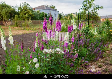 Blick auf rosa lila weiße Fuchshandschuhblumen, die im Sommergarten von Rosen auf Obelisken und salvia blühen. Digitalis in der Blüte. Blumenbeet Stockfoto