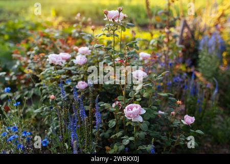 Rosa Königin von Schweden blüht im Sommergarten von blauer veronica. Englische Strauchrose wächst auf Blumenbeet bei Sonnenuntergang Stockfoto