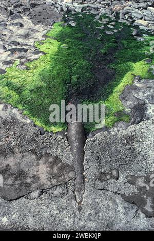 Abwasser oder Abwasser, das aus einer Rohrleitung an einem Strand in Schottland fließt, und ein Wachstum grüner Pflanzen Stockfoto