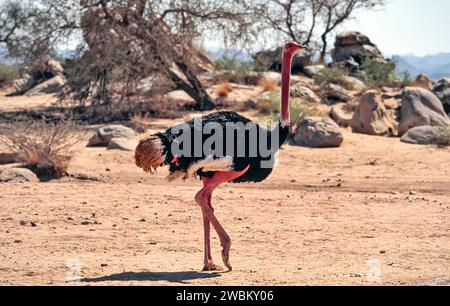 Nordafrikanischer Strauß mit rotem Hals oder Strauß Struthio camelus camelus in Saudi-Arabien Stockfoto