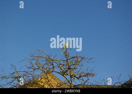 Grüner Papagei in Tree, Teddington, London, England Stockfoto
