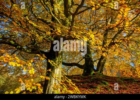 Goldene Blätter auf Bäumen im Herbstwald. Stockfoto