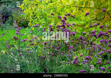 The Old English Garden ein traditioneller, ummauerter Garten in der Farbe des Spätherbstes auf Elvaston Castle bei Derby England, Großbritannien Stockfoto