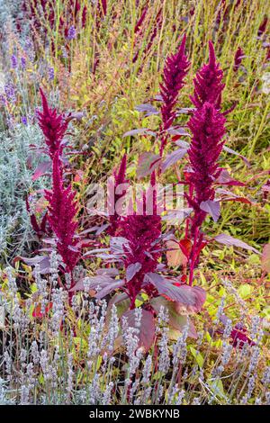 The Old English Garden ein traditioneller, ummauerter Garten in der Farbe des Spätherbstes auf Elvaston Castle bei Derby England, Großbritannien Stockfoto