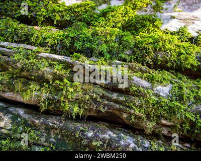 Moose und Flechten auf Felsen. Eibenholzhain des Kaukasischen Reservats Stockfoto