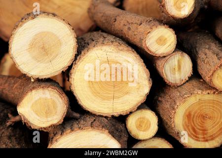 Abstrakter Hintergrund mit einem Holzschnitt aus Baumstämmen, die übereinander gestapelt sind. Draufsicht. Stockfoto