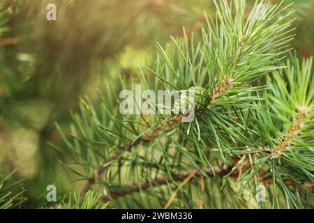 Nadelbäume im Frühling. Nahaufnahme von Kegeln und jungen Triebe an den Tannenzweigen. Junge Knospen mit Kegeln auf Fichte. Grüne lange Nadeln an einem Ast W Stockfoto