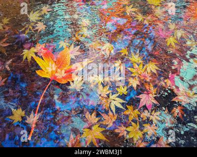 Doppelexposition von herabfallenden herbstlichen Ahornblättern auf Wasseroberfläche. Stockfoto