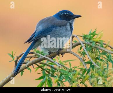 California Scrub Jay Erwachsener im Ed R. Levin County Park, Santa Clara County, Kalifornien. Stockfoto