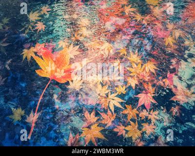Doppelexposition von herabfallenden herbstlichen Ahornblättern auf Wasseroberfläche. Stockfoto