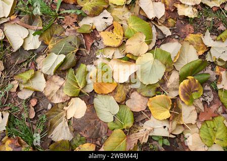 Tilia platyphyllos gefallene Blätter Stockfoto