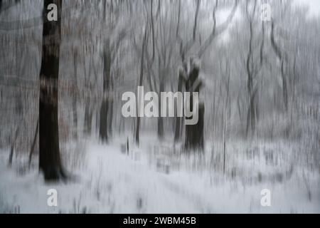 Abstrakter Baumschnee im Wald im Winterschnee Stockfoto