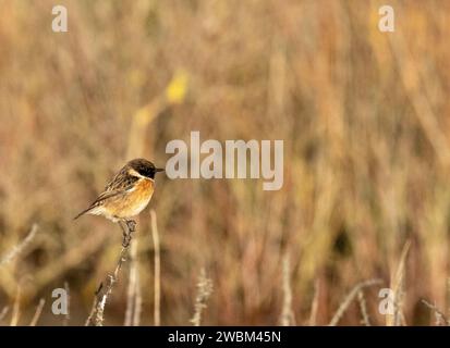 Ein Stonechat, Saxicola rubicola auf Walney Island, Cumbria, Großbritannien. Stockfoto