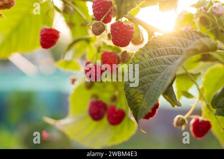 Reife Himbeeren im sonnigen Sommergarten Stockfoto