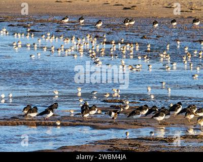 Austernfischer, Haematopus Ostralegus, Curlew, Numenius Arquata und Dunlin, Calidris alpina an der Duddon Mündung bei Askam in Furness, Cumbria, Großbritannien. Stockfoto