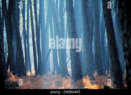 Durtal, Frankreich. Dezember 2023. © PHOTOPQR/LE COURRIER DE L'OUEST/AURELIEN BREAU ; DURTAL ; 20/12/2023 ; BRUMES MATINALES ACCOMPAGNEES DANS LA FORET DE CHAMBIERS A DURTAL LE 11. JANUAR 2024 früh morgens im Wald von Chambiers im Nordwesten Frankreichs Credit: MAXPPP/Alamy Live News Stockfoto