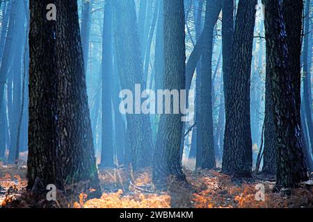 Durtal, Frankreich. Dezember 2023. © PHOTOPQR/LE COURRIER DE L'OUEST/AURELIEN BREAU ; DURTAL ; 20/12/2023 ; BRUMES MATINALES ACCOMPAGNEES DANS LA FORET DE CHAMBIERS A DURTAL LE 11. JANUAR 2024 früh morgens im Wald von Chambiers im Nordwesten Frankreichs Credit: MAXPPP/Alamy Live News Stockfoto