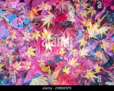 Doppelexposition von herabfallenden herbstlichen Ahornblättern auf Wasseroberfläche. Stockfoto