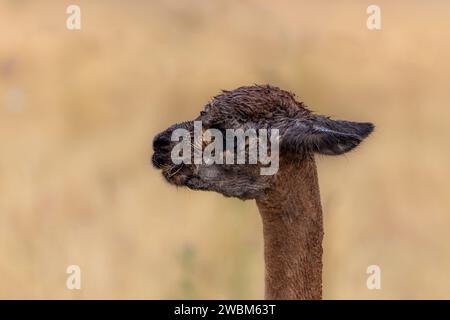 Nahaufnahme eines braunen Lama, lama Glama, nach einem Regenschauer. Ausdrucksstarke Seitenansicht des Gesichts. Dieses südamerikanische Haustier wird wegen seines Sufes gezüchtet Stockfoto