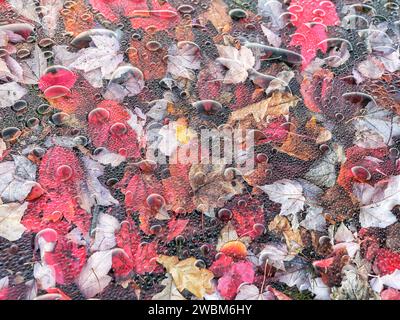 Doppelexposition herbstlich herabfallender Blätter und Regentröpfchen. Stockfoto