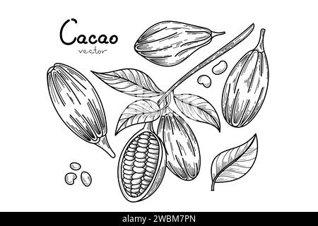 Schablonensatz für tropische Kakaofrüchte. Hand gezeichneter Sketch Vektor Kakaobohnen, Blätter und Text isoliert auf weißem Hintergrund. Vektorillustration für Café Stock Vektor