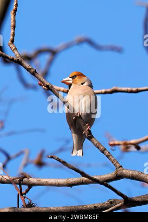 Hawfinch, Kernbeißer, Gros-bec casse-noyaux, Coccothraustes coccothraustes, meggyvágó, Budapest, Ungarn, Europa Stockfoto
