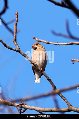 Hawfinch, Kernbeißer, Gros-bec casse-noyaux, Coccothraustes coccothraustes, meggyvágó, Budapest, Ungarn, Europa Stockfoto