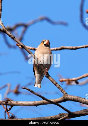 Hawfinch, Kernbeißer, Gros-bec casse-noyaux, Coccothraustes coccothraustes, meggyvágó, Budapest, Ungarn, Europa Stockfoto