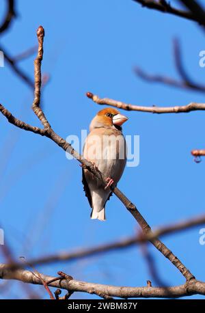 Hawfinch, Kernbeißer, Gros-bec casse-noyaux, Coccothraustes coccothraustes, meggyvágó, Budapest, Ungarn, Europa Stockfoto