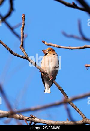 Hawfinch, Kernbeißer, Gros-bec casse-noyaux, Coccothraustes coccothraustes, meggyvágó, Budapest, Ungarn, Europa Stockfoto