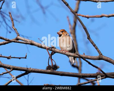 Hawfinch, Kernbeißer, Gros-bec casse-noyaux, Coccothraustes coccothraustes, meggyvágó, Budapest, Ungarn, Europa Stockfoto