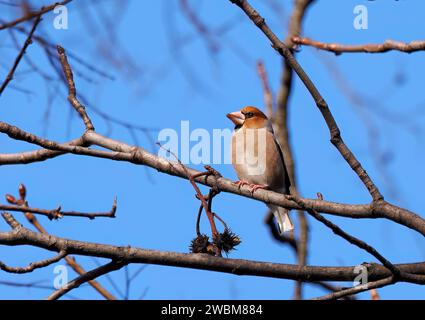 Hawfinch, Kernbeißer, Gros-bec casse-noyaux, Coccothraustes coccothraustes, meggyvágó, Budapest, Ungarn, Europa Stockfoto