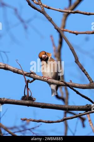Hawfinch, Kernbeißer, Gros-bec casse-noyaux, Coccothraustes coccothraustes, meggyvágó, Budapest, Ungarn, Europa Stockfoto