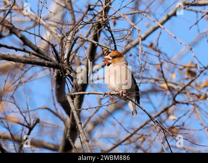 Hawfinch, Kernbeißer, Gros-bec casse-noyaux, Coccothraustes coccothraustes, meggyvágó, Budapest, Ungarn, Europa Stockfoto