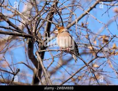 Hawfinch, Kernbeißer, Gros-bec casse-noyaux, Coccothraustes coccothraustes, meggyvágó, Budapest, Ungarn, Europa Stockfoto