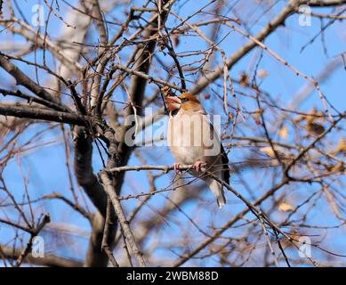 Hawfinch, Kernbeißer, Gros-bec casse-noyaux, Coccothraustes coccothraustes, meggyvágó, Budapest, Ungarn, Europa Stockfoto