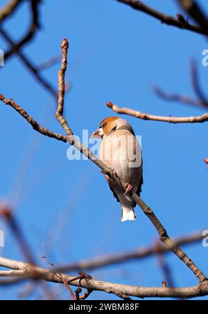 Hawfinch, Kernbeißer, Gros-bec casse-noyaux, Coccothraustes coccothraustes, meggyvágó, Budapest, Ungarn, Europa Stockfoto