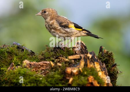 Junger Europäischer Goldfink auf moosigem Baumstumpf Stockfoto