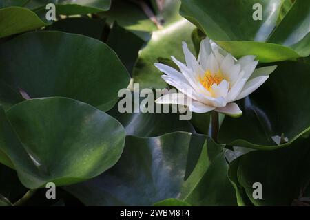 Eine einzelne weiße Seerose umgeben von Grün in einem Teich. Stockfoto