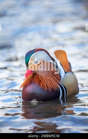 Portrait Nahaufnahme eines wilden Mandarin drake, der in einem See in Großbritannien in einem öffentlichen Landpark schwimmt. Ungewöhnliche Wasservögel! Stockfoto