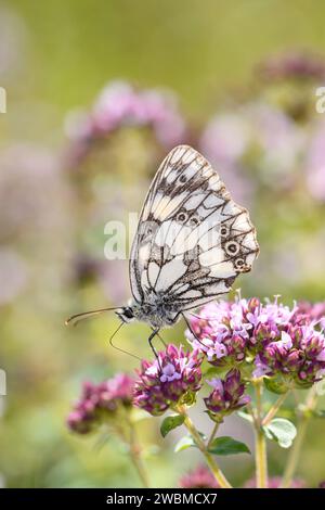 Schachbrett - Melanargia Galathea Auf Real Dost, Oregano - Origanum Vulgare Stockfoto